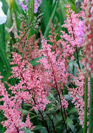 ASTILBE  Arendsii Loli Pop